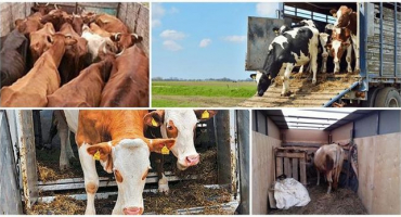 Pravidla pro přepravu krav a jaký druh přepravy zvolit, potřebná dokumentace